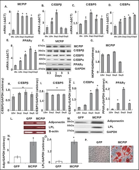 Forced Expression Of MCPIP Induced Adipogenesis Without DMI In 3T3 L1