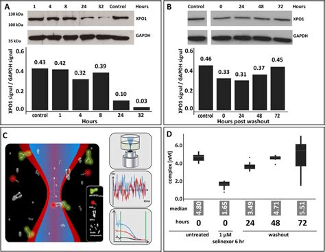 Selinexor Treatment Reduces Expression Of And Occupies Xpo1 A Z138 Download Scientific