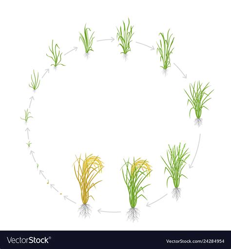 Rice Plant Growth Phases Diagram Cycle Of A Rice Plant Growt