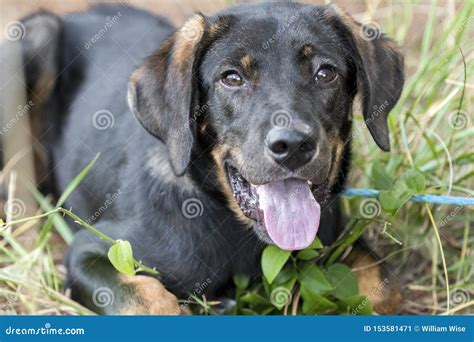 Cute Lab Shepherd Mixed Breed Dog Laying Down Outside Stock Image