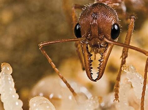 Leather Leaf Cutter Ant Soldier