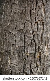 Seamless Tree Bark Background Brown Tileable Stock Photo Edit Now