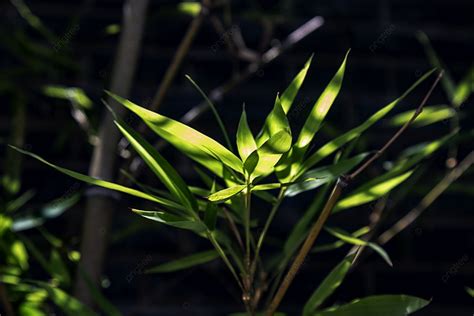 O Sol De Ver O Passa Atrav S Das Folhas De Bambu Fundo Ver O Pequeno