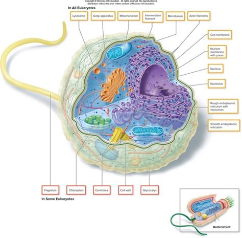 Chapter Eukaryotic Cells And Microorganisms Flashcards Quizlet