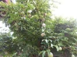 Tanaman Buah Markisa dan Manfaatnya – Daun Ijo