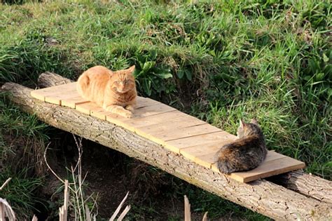 Two Domestic Grey And Light Brown Cats Calmly Resting On Small Improvised Wooden Bridge