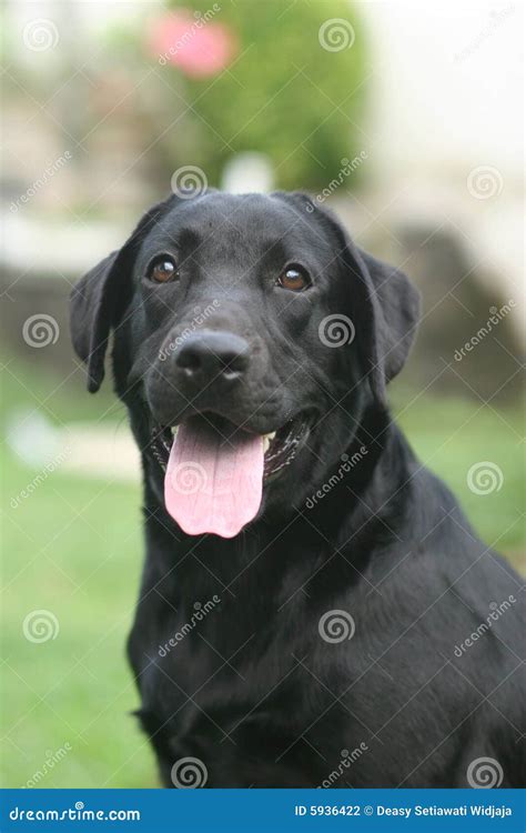 Black Dog Stock Photo Image Of Lovable Animal Black 5936422