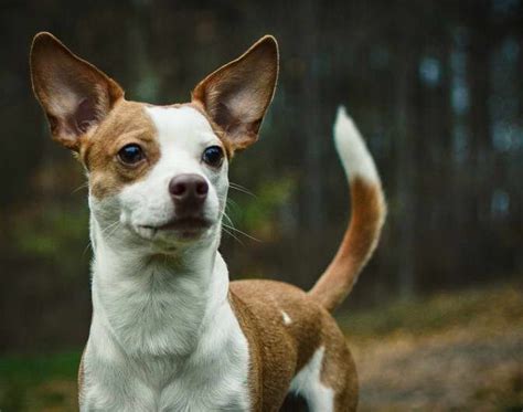 Fox Terrier Pitbull Mix Anything Terrier