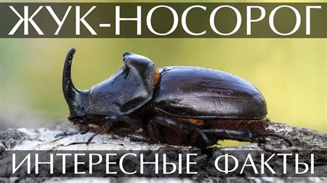 Жук носорог - интересные факты - YouTube