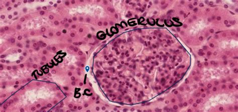 Urinary Tract Histology Flashcards Quizlet