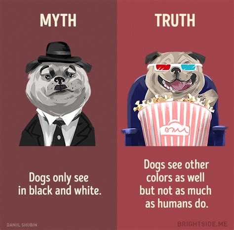 44 Myth Vs Reality Illustrations That Will Make You Think For A Change