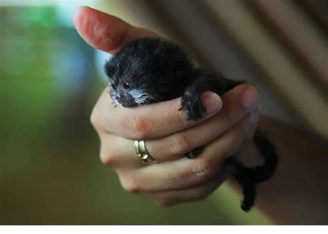 Finger Monkey: ( Nature's Tiny Marvels )