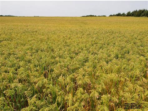 Proso Millet | CropWatch