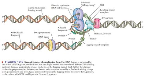 Proteins Required For Dna Replication