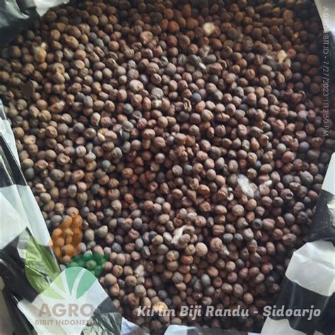 Jual Biji Pohon Randu Siap Semai Agro Bibit ID