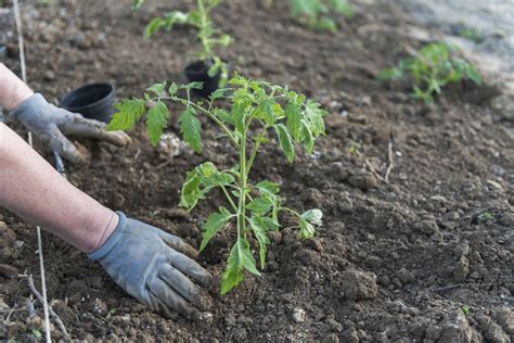 Transplanting Pricking Out Tomato Seedlings Plantura