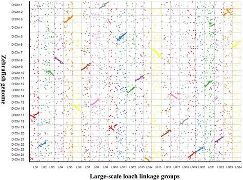 Frontiers A High Density Genetic Linkage Map And Qtl Mapping For Sex