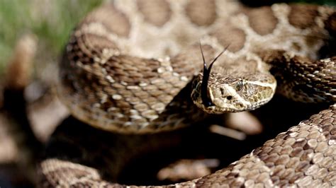 Rattlesnake bites in Colorado and what to do or not do