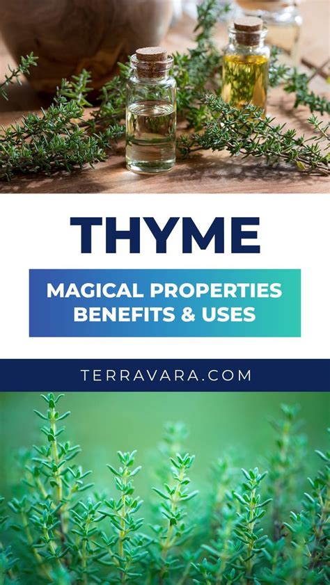 Thyme Magical Properties Benefits Uses Medicinal Herbs Garden