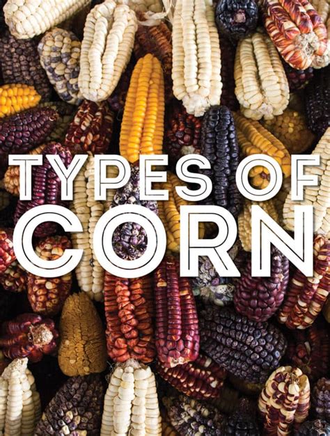 Types Of Corn From A To Z With Photos Live Eat Learn