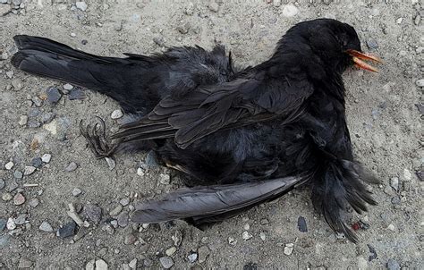 Gambar Paruh Fauna Gambar Keren Benteng Foto Yang Keren Burung