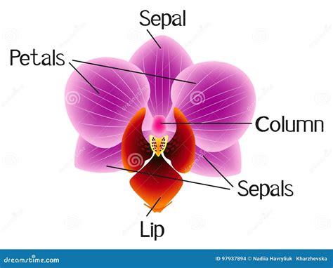 La Estructura De La Flor De La Orquídea Ilustración del Vector ...