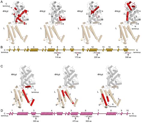 Proposed Unfolding Pathways Of The Blc Viridis RC LH1 4Hcyt And L