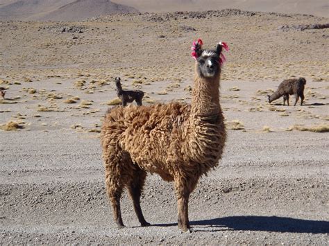 Alpaca Near Uyuni Bolivia