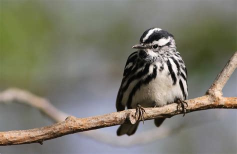 Black and White Warbler Pictures - AZ Animals