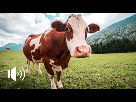 Il Verso Della Mucca Cow Sound High Quality K Youtube