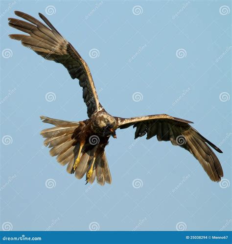 Marsh Harrier stock photo. Image of hunting, feathers - 25038294