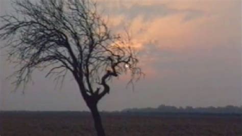 L Arbre Et Le Soleil Mas Felipe Delavou T Et Son Pays Mubi