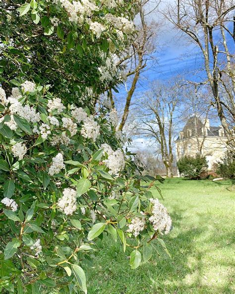 Chateau La Charmille On Instagram White Blooms Everywhere In