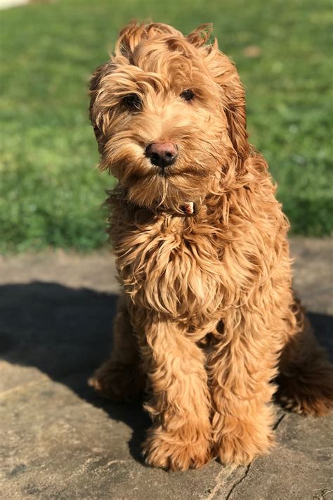 Labradoodle Puppy Socialized Oregon And The Usa — Great Day