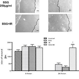 Effect Of BSG And Or IR On Induction Of HepG2 Cell Apoptosis A