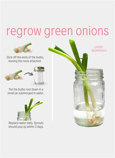 How To Grow Vegetables From Scraps In Water at Cassandra Edwards blog