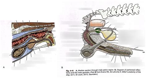 Diagram Of Median Section Through Male Pelvic Region And Diagram Of Peritoneal Reflections And