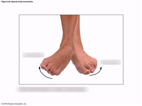 Anatomy Physiology Chapter 8 Special Body Movements Inversion