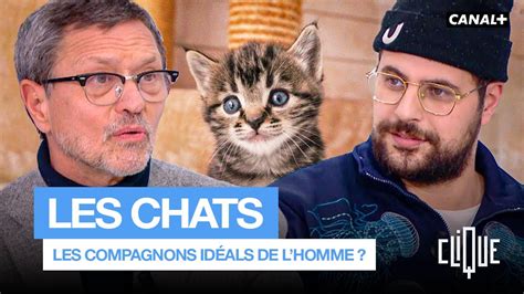 Pourquoi Les Chats Sont Les Meilleurs Amis De L Homme CANAL YouTube