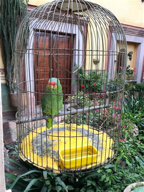 The Parrot In The Cage Lovely Nature Photography Animals Birds