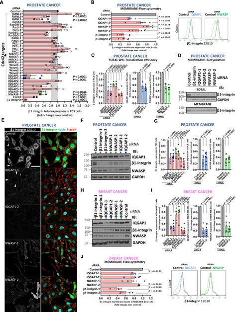 IQGAP1 And NWASP Promote Human Cancer Cell Dissemination And Metastasis