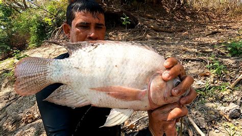 Pescador Pesca Tilapias Gigantes Pesca De Tilapias Fish Hot Sex Picture