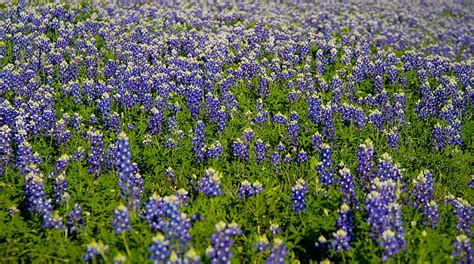 Texas Wildflower 1080p 2k 4k 5k Hd Wallpapers Free Download