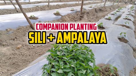 Vlog Paano Magtanim Ng Sili At Ampalaya Sa Isang Kamang Taniman