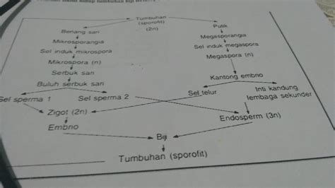 Siklus Hidup Tumbuhan