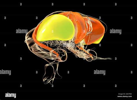 Dorsal striatum in the brain, illustration Stock Photo - Alamy