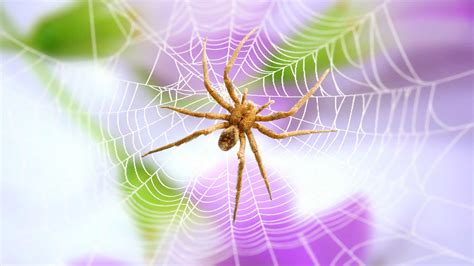 Brazilian Wandering Spider: Size, Bite, Diet and Other Facts