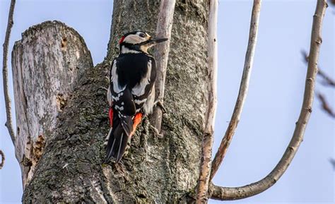 Pic Peiche Dendrocopos Major Great Spotted Woodpecker Flickr