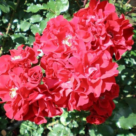 Роза Ротер Корсар Фото И Описание – Telegraph