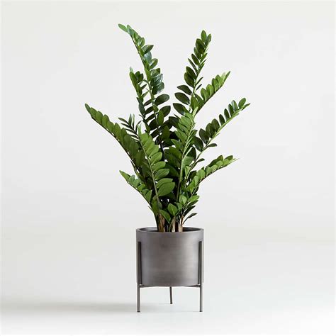 Artificial Faux Potted Zz Plant Reviews Crate Barrel